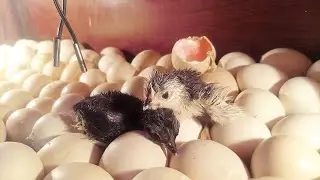 Finally , Australorp Eggs Hatching Is  Starting at  DAY 19 || 2 Beautiful chicks Hatched ( Part 1 )