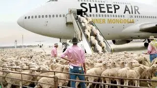 #How to Harvesting Wool# Amazing Sheep Farm # Wool Processing Factory#