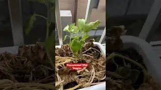 #shorts #transplanted #wild #veggies