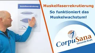 So funktioniert das Muskelwachstum wirklich | Muskelfaserrekrutierung