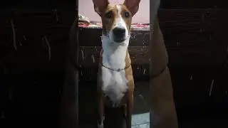 grrrr😂#short #ytshort #funny #petparentlife