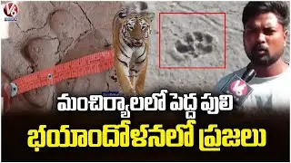 Tiger Spotted in Mancherial | Villagers in Fear | V6 News