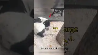 Dog Cries After Seeing His Family Again#ytshorts #soulfulconnections