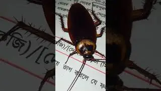 Cockroach sound #youtubeshorts #animals #insects #animals