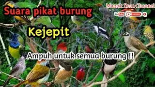 Suara Pikat Burung KEJEPIT paling Ampuh | PIKAT SEMUA BURUNG