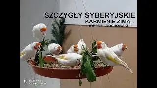 SZCZYGŁY SYBERYJSKIE -KARMIENIE ZIMĄ -ROBERT GROCHOWSKI
