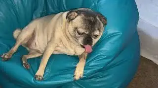 Luna the pug resting on the bean bag