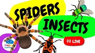 🔴 LIVE: 🕷️🐞 Spiders and Insects | Fun Facts  & Characteristics | Educational Video for Kids