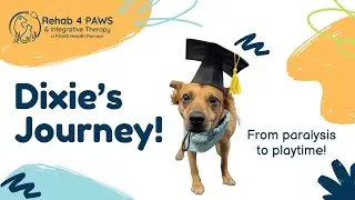 Dixie's Journey - From Paralysis to Playtime with Rehab 4 PAWS & Integrative Therapy