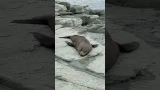 Seals in new Zealand 🥹