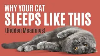 Your Cat's Sleeping Positions Explained - The Comforted Kitty