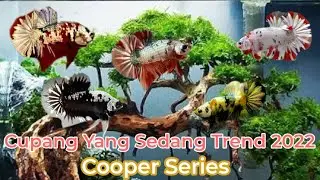 Cupang Yang Sedang Trend 2022 || Jenis Cooper Series