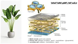 Protoplast Culture  زراعة البروتوبلاست