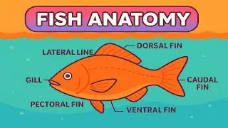 Learning the Fins and Features of Fish!