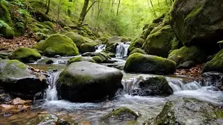 🔴 Live River Sounds 24/7 🌊 | Relaxing Nature Ambience for Sleep, Study & Meditation