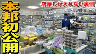 浅草の高級昆虫ショップで予想もしてない計画が進んでいました…