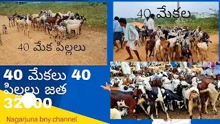 Kunta goat market