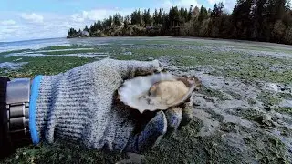 Oyster Harvesting in Olympia, Washington, USA 🦪