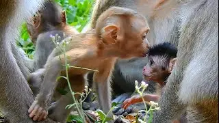 New clip today, Orphan monkey baby Amanda make good friendly with Newly baby Jasmin