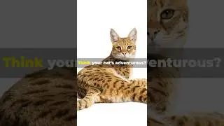 Savannah Cats: Wild, Mischievous, and Hilariously Adorable!