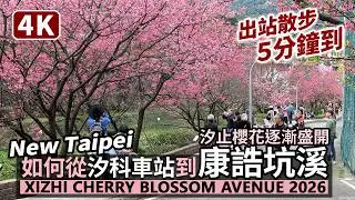 New Taipei／如何從汐止汐科車站走到康誥坑溪櫻花大道？ Xizhi Cherry Blossom Avenue - Kanggaokeng River／新北賞櫻、台北近郊／台灣 Taiwan