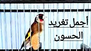 من أجمل تغاريد الحسون الخلوي 