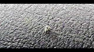 Naturbeobachtung Zebraspringspinne(Salticus scenicus(Clerck 1757)) am Seitenfenster und anderswo