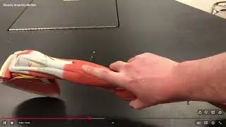 Muscle Model Anatomy