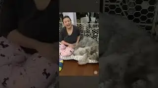 Sharon Cuneta sweetie dog podle