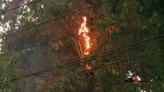 Power Line Sparks Tree Fire in Greensboro