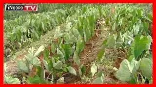 Akuru kurima nduma na njira cia kiriu, Murang’a
