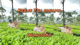 KEBUN TEH PANAMA || MENIKMATI UDARA SEJUK di WISATA INDAH WONOSOBO.