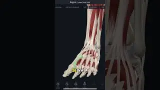 Entiende los m&uacute;sculos de la parte anterior de la pierna #p&iacute;ldorasanat&oacute;micas #anatomia #anatomy