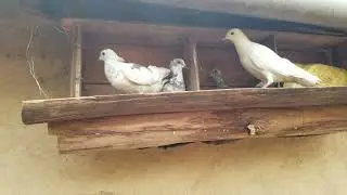 Beautiful Dove House Easy to build