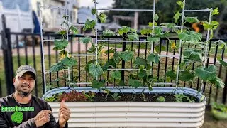 Приподнятая грядка Vegega с решеткой | Месяц спустя! Обновлено |#садоводство #высокаягрядка #высокиесадовыегрядки