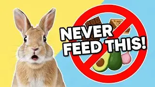7 Foods You Should NEVER Feed Your Rabbit (Most Owners Don’t Know) 😱