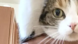 Sal is washing cats live!