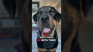 Luxury Pets Only