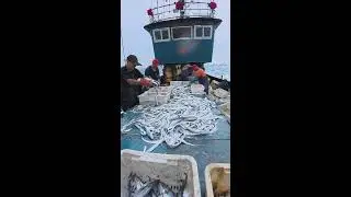 Open Ocean Haul Live: Fisherman's Offshore Adventure 2025-12-15 13:46:10
