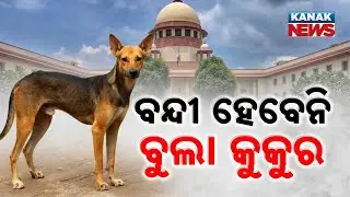 Supreme Court Rules Against Relocation Of Street Dogs, Assures Pet Lovers