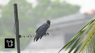 House crow in Western Province of Sri Lanka - video 2