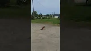 chien vs avion t&eacute;l&eacute;command&eacute;
