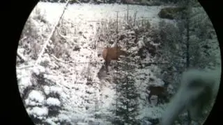Black Hole Weaponry elk hunting