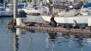 Sea Lions and Dolphins at Channel Islands Harbor, California