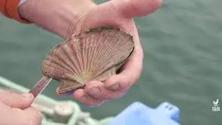 Comment ouvrir des coquilles Saint-Jacques ?