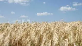 Grain Field