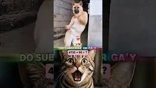 Put this is 3x 🥶💀😂 #trollface #funnycat #shorts #edit