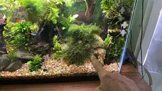 29 gallon Aquascape upgrade, new fish cave to match better the decor