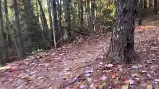 Fonta flora in Fall