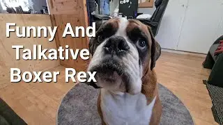 Funny And Talkative Boxer Rex Changing The Calendar - ONE DAY TO LATE!!!